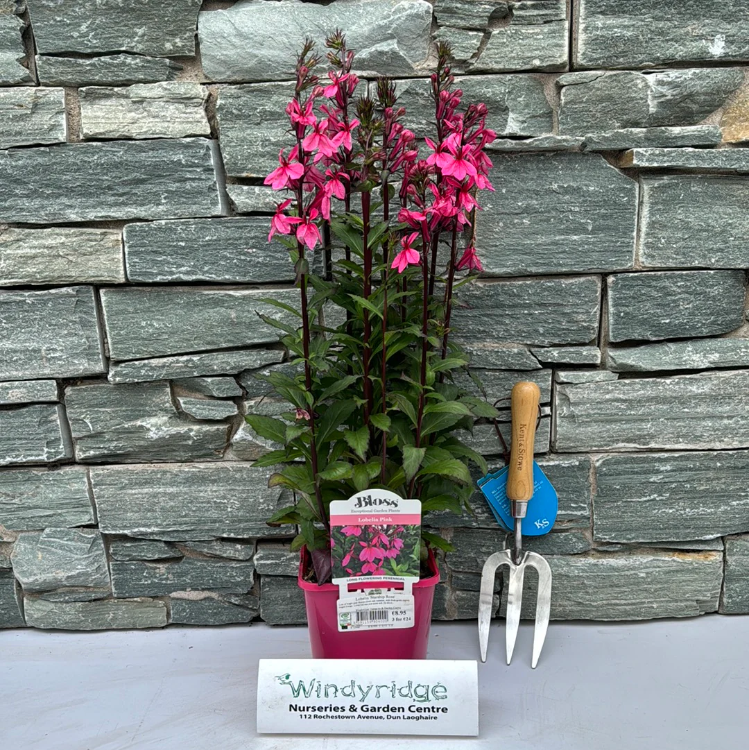 Lobelia Starship Rose 2ltr pot