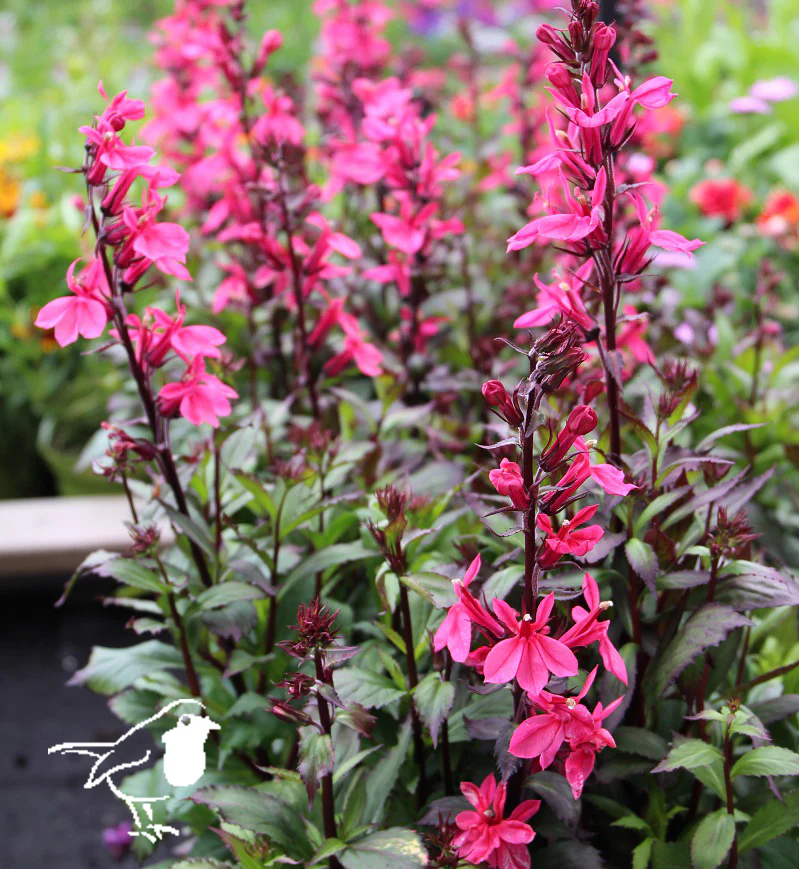 Lobelia Starship Rose 2ltr pot - Image 2