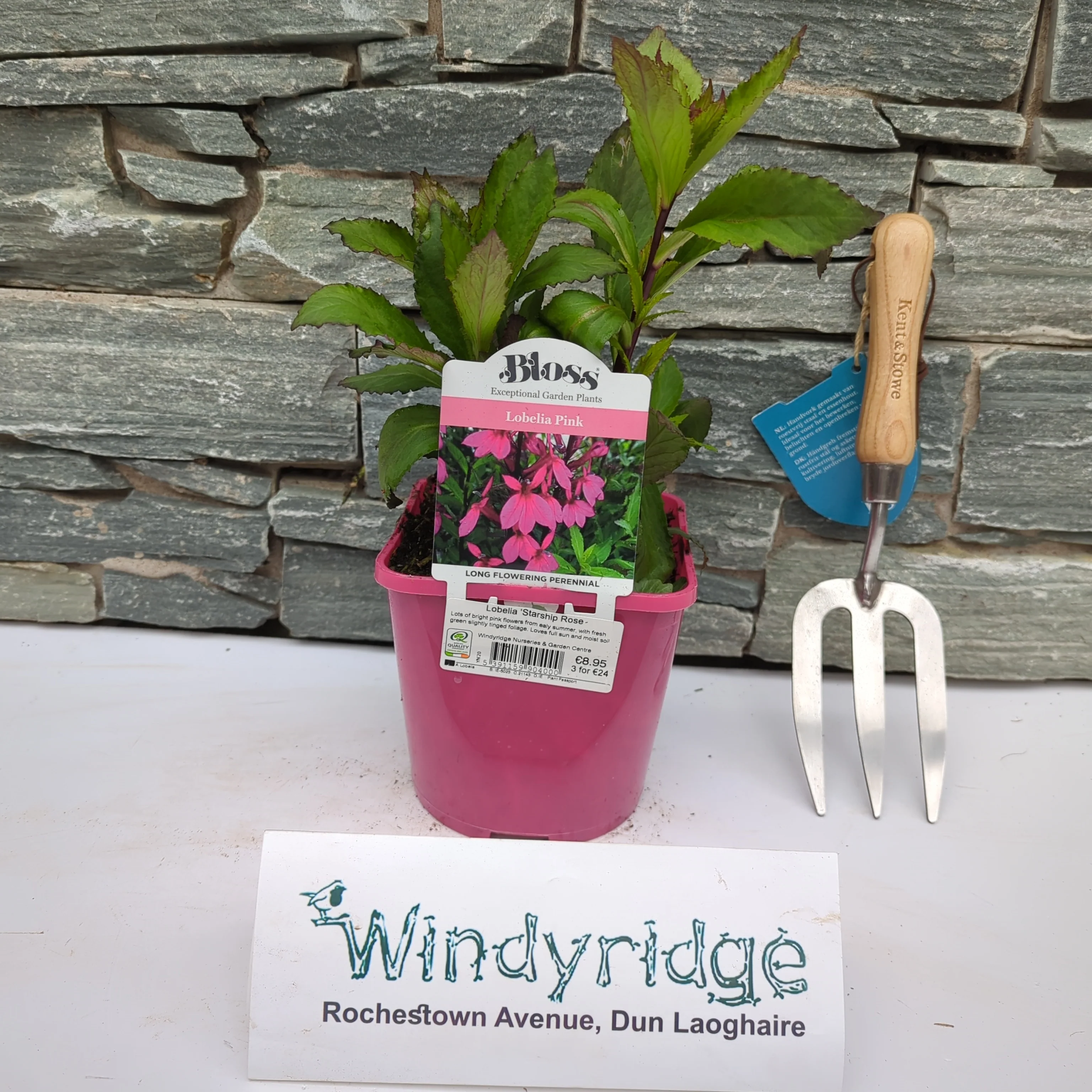 Lobelia Starship Rose 2ltr pot - Image 3