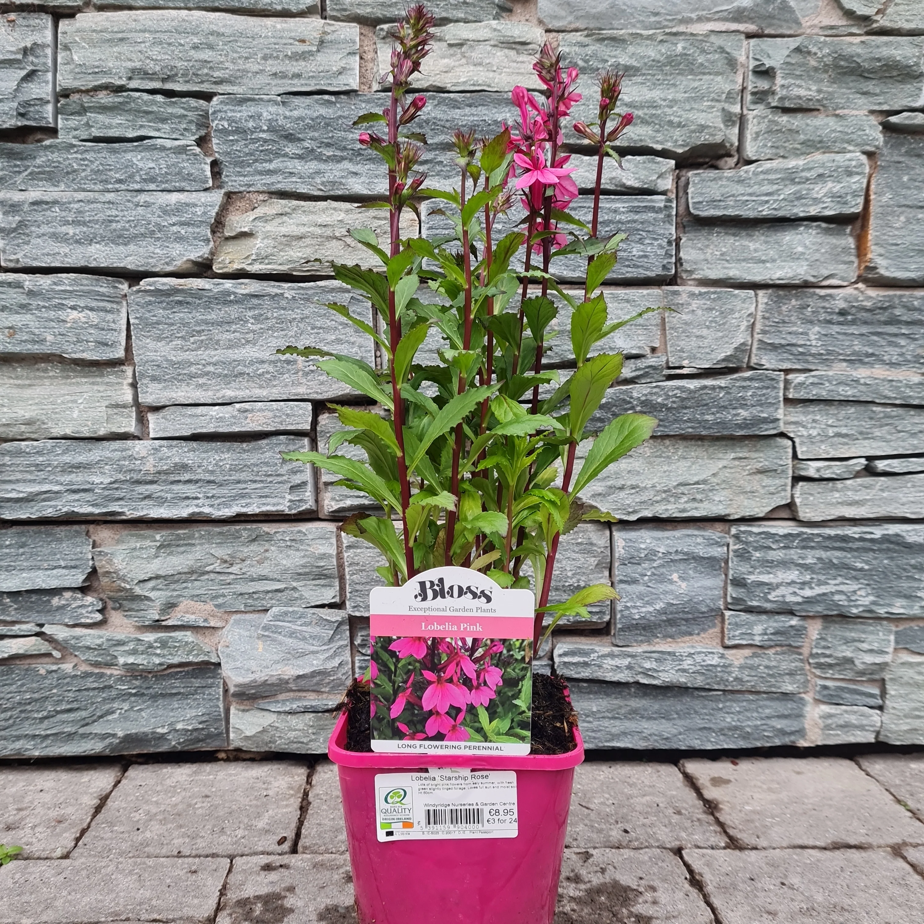 Lobelia Starship Rose 2ltr pot - Image 4