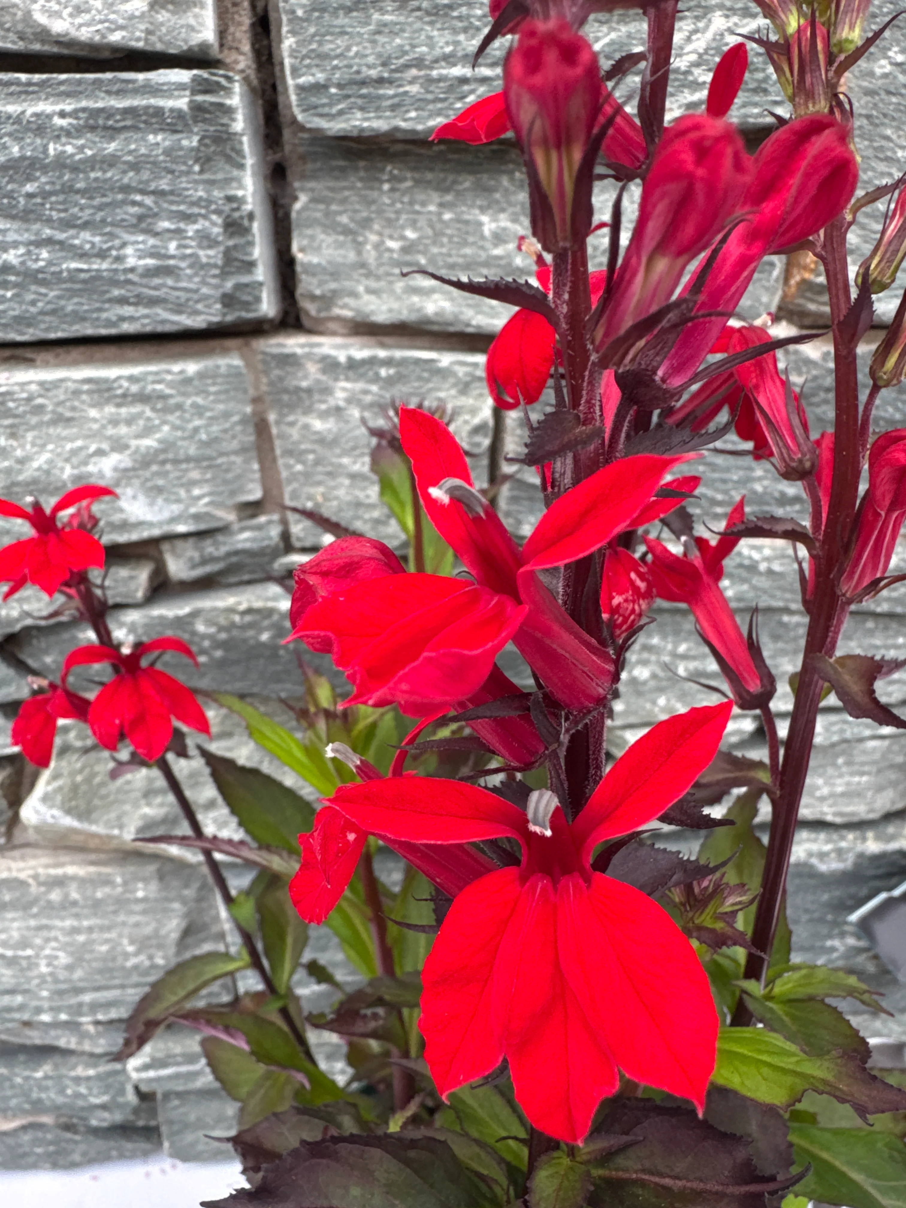 Lobelia Starship Scarlet - Image 4