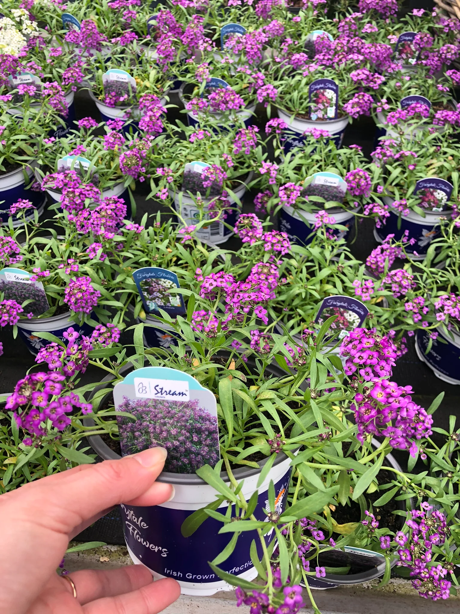 Lobularia purple 1L
