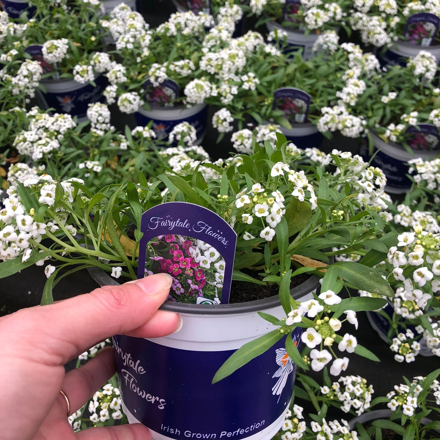 Lobularia white 1L - Image 2