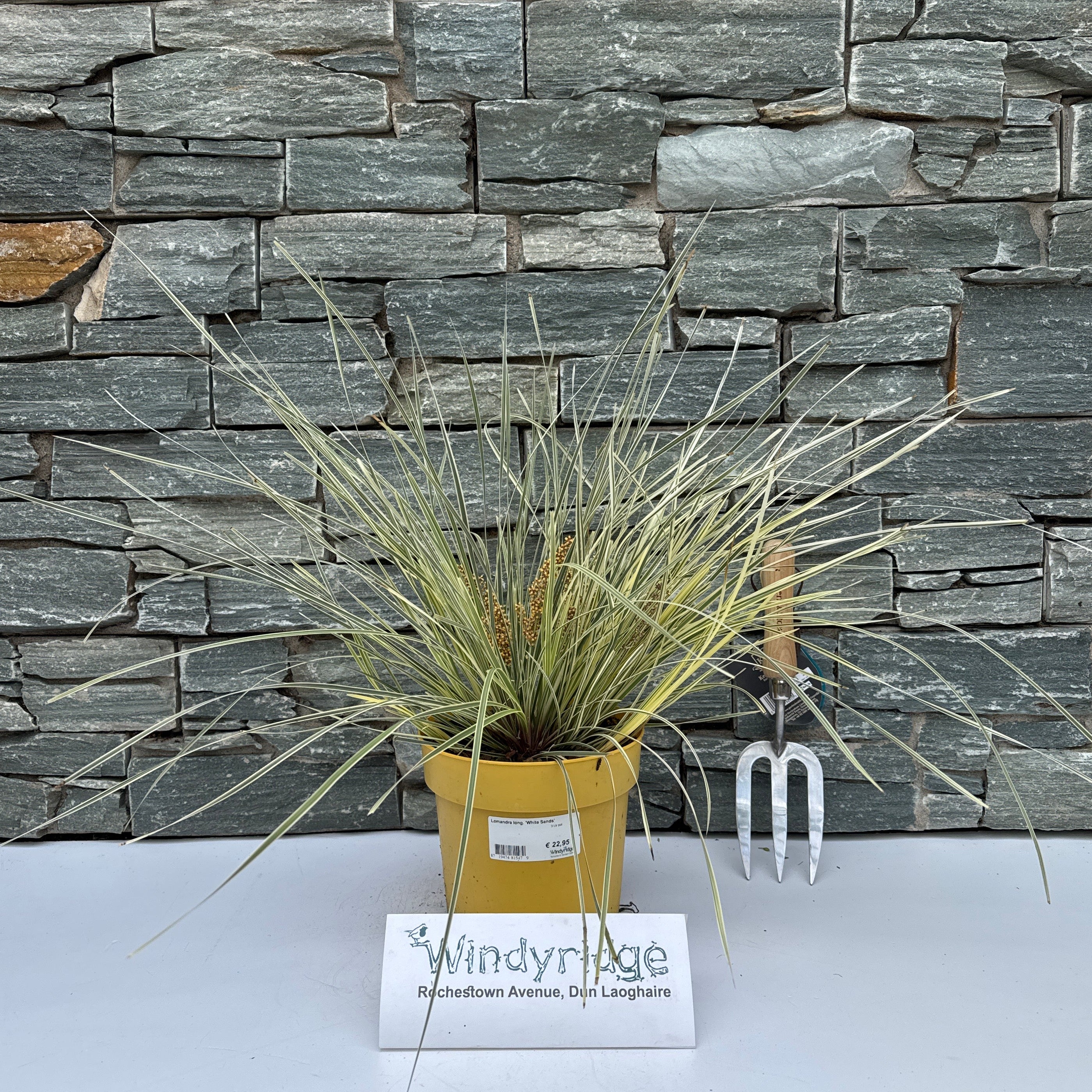 Lomandra long. 'White Sands'