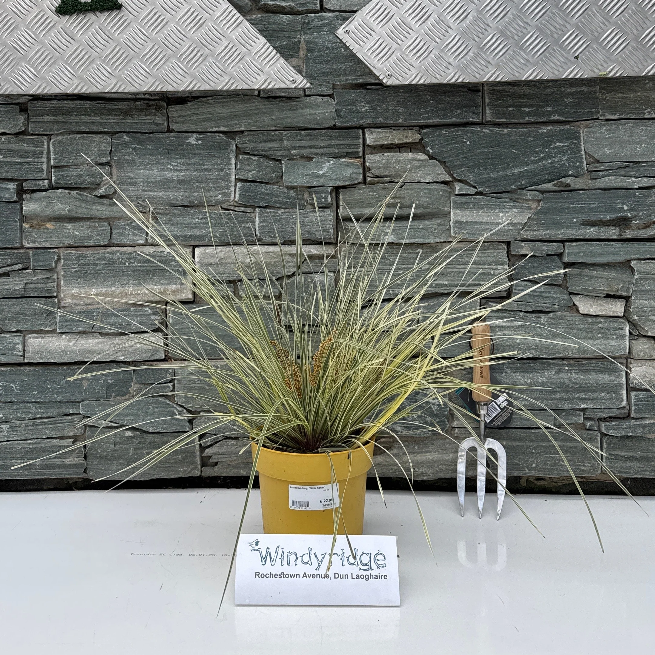 Lomandra long. 'White Sands' - Image 2