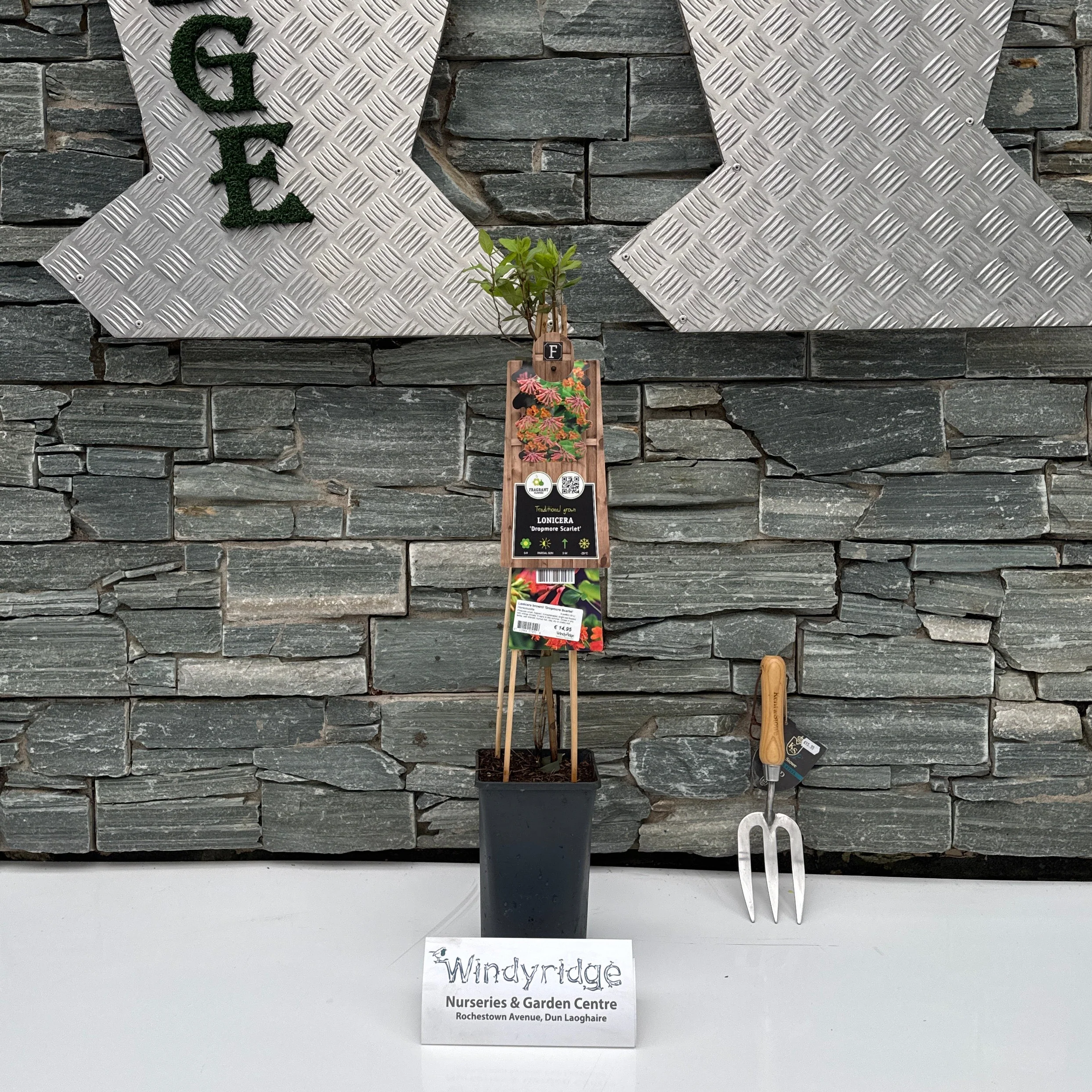 Lonicera brownii Dropmore Scarlet