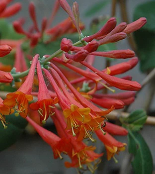 Lonicera brownii Dropmore Scarlet  2 Ltr