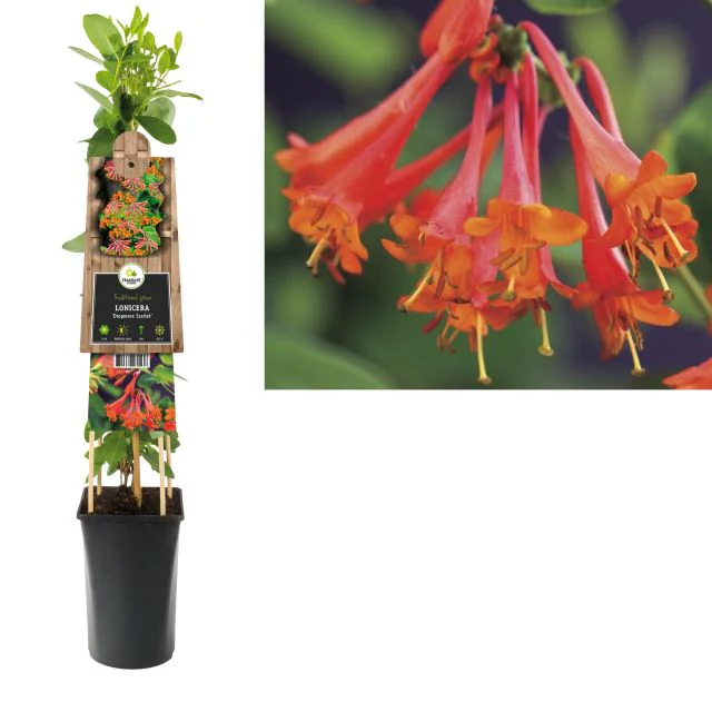 Lonicera brownii Dropmore Scarlet  2 Ltr - Image 2