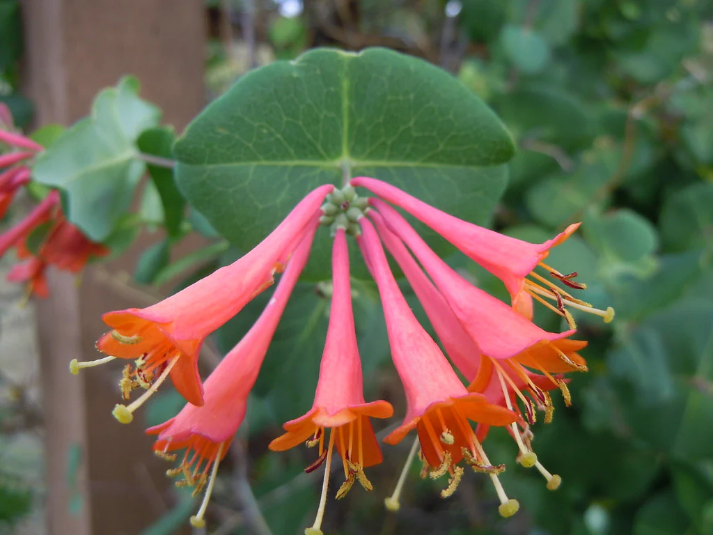 Lonicera brownii Dropmore Scarlet - Image 2