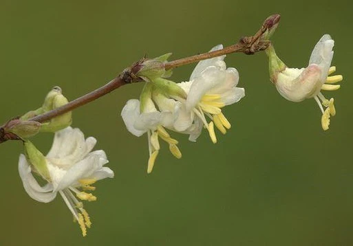Lonicera fragrantissima