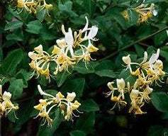 Lonicera Graham Thomas
