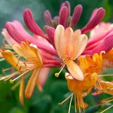 LONICERA HECK. GOLDFLAME - Image 2