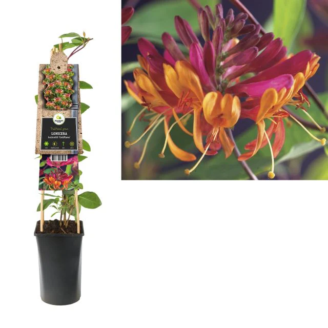 Lonicera heckr. Goldflame - Image 2