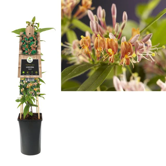 Lonicera henryi  2 Ltr - Image 2