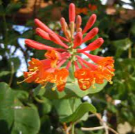 Lonicera henryi S-pot(2,25 L)