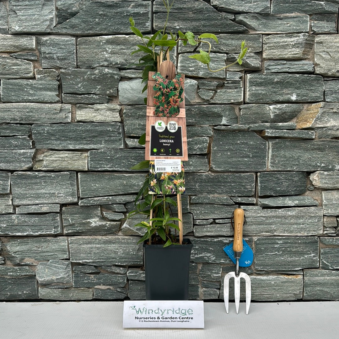 Lonicera henryi S-pot(2,25 L) - Image 2