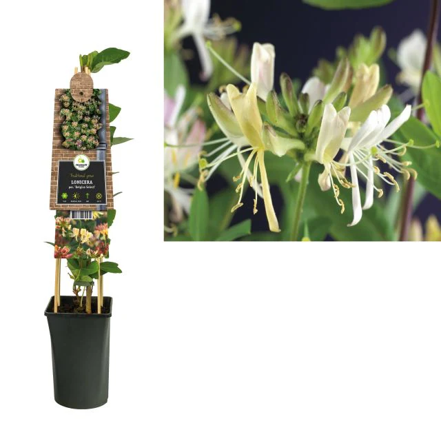 Lonicera per. Belgica Select - Image 2