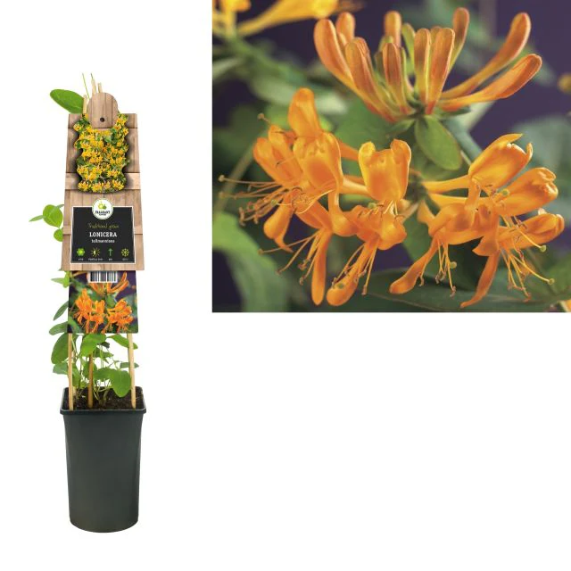 Lonicera tellmanniana - Image 2