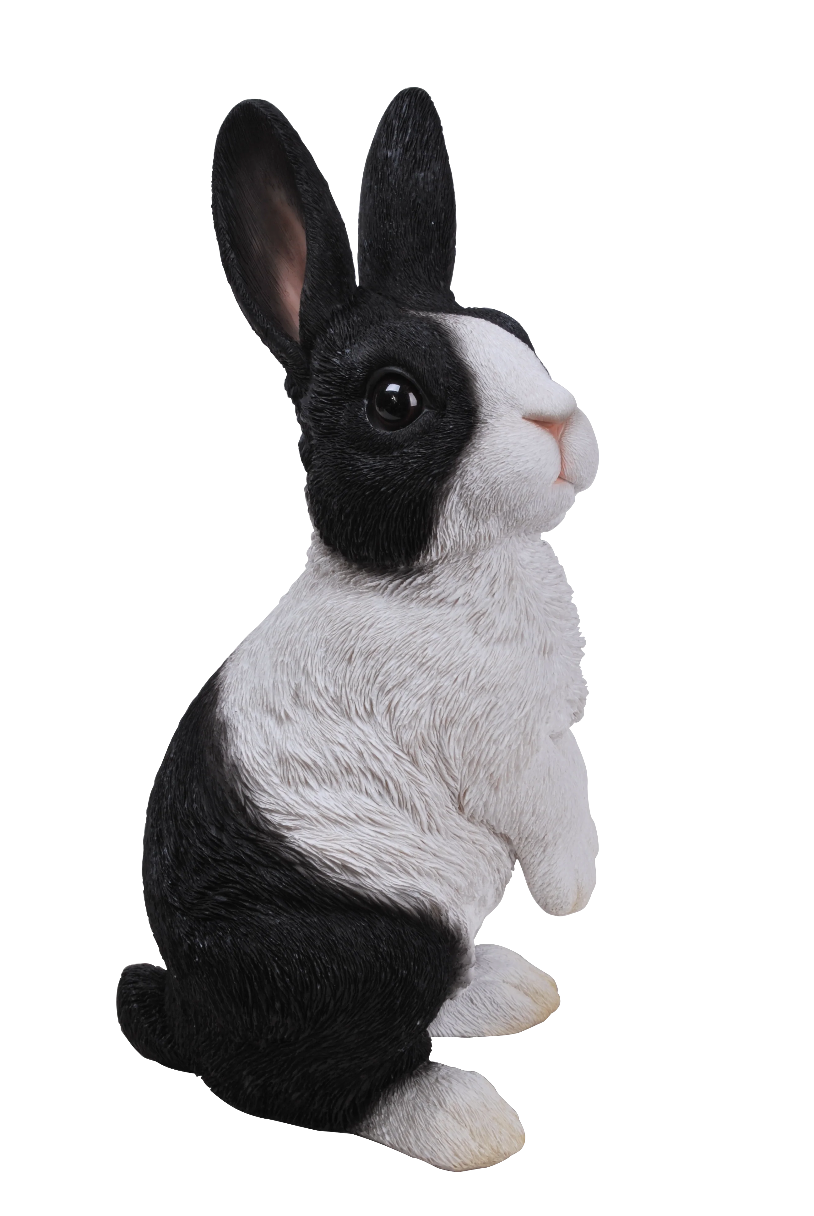 Lookout Dutch Rabbit C