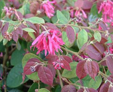 Loropetalum chin. Ming Dynasty