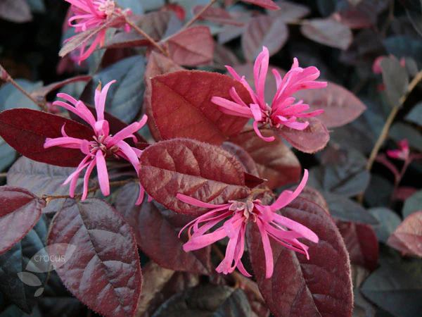 Loropetalum chinense Fire Dance