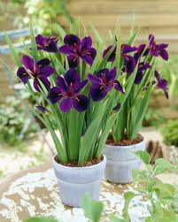 Louisiana Iris Black Gamecock (18cm Pot) - Image 2