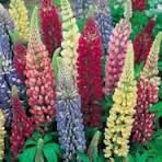 Lupin