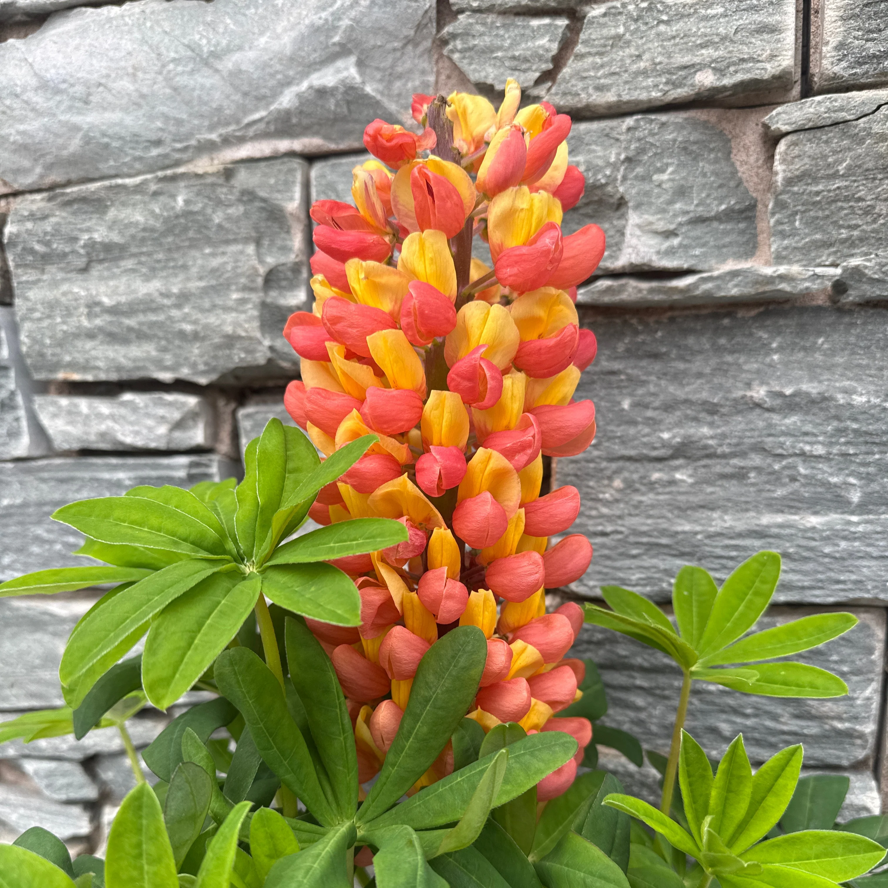 Lupin WC Gladiator 5 Ltr - Image 2