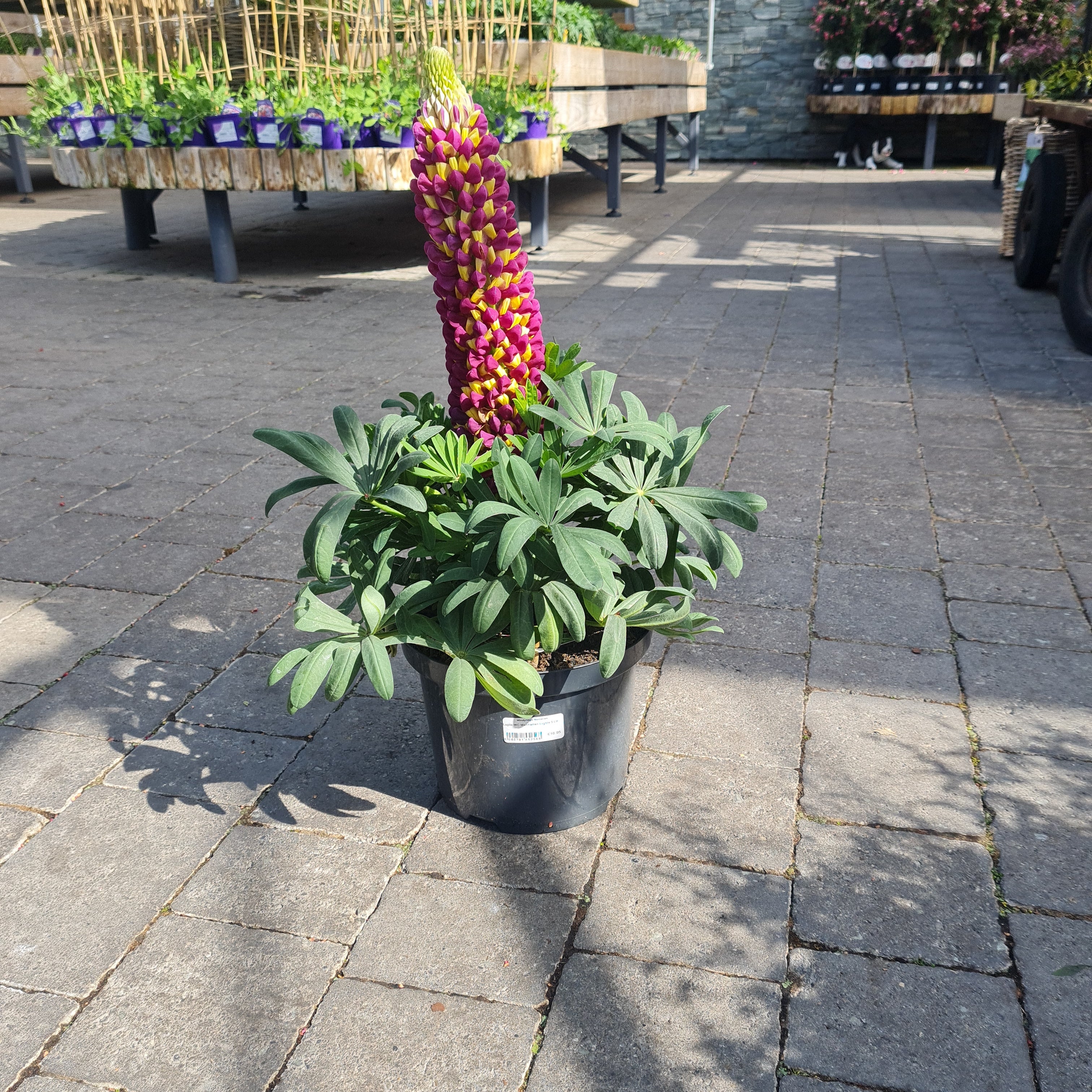 Lupin WC Manhattan Lights 5 Ltr - Image 4