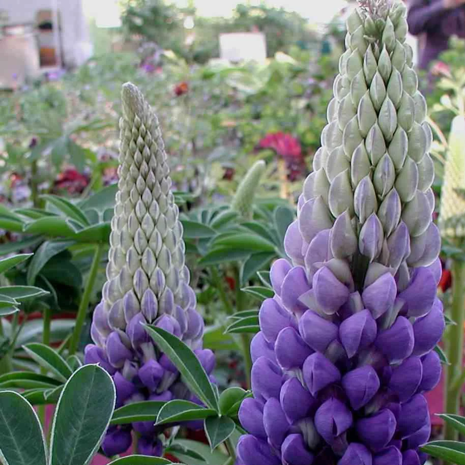 Lupin Westcountry Persian Slipper