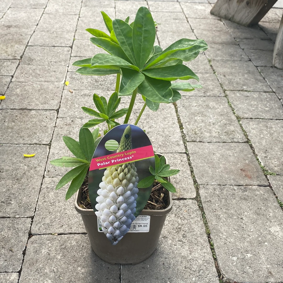 Lupin Westcountry Polar Princess - Image 3