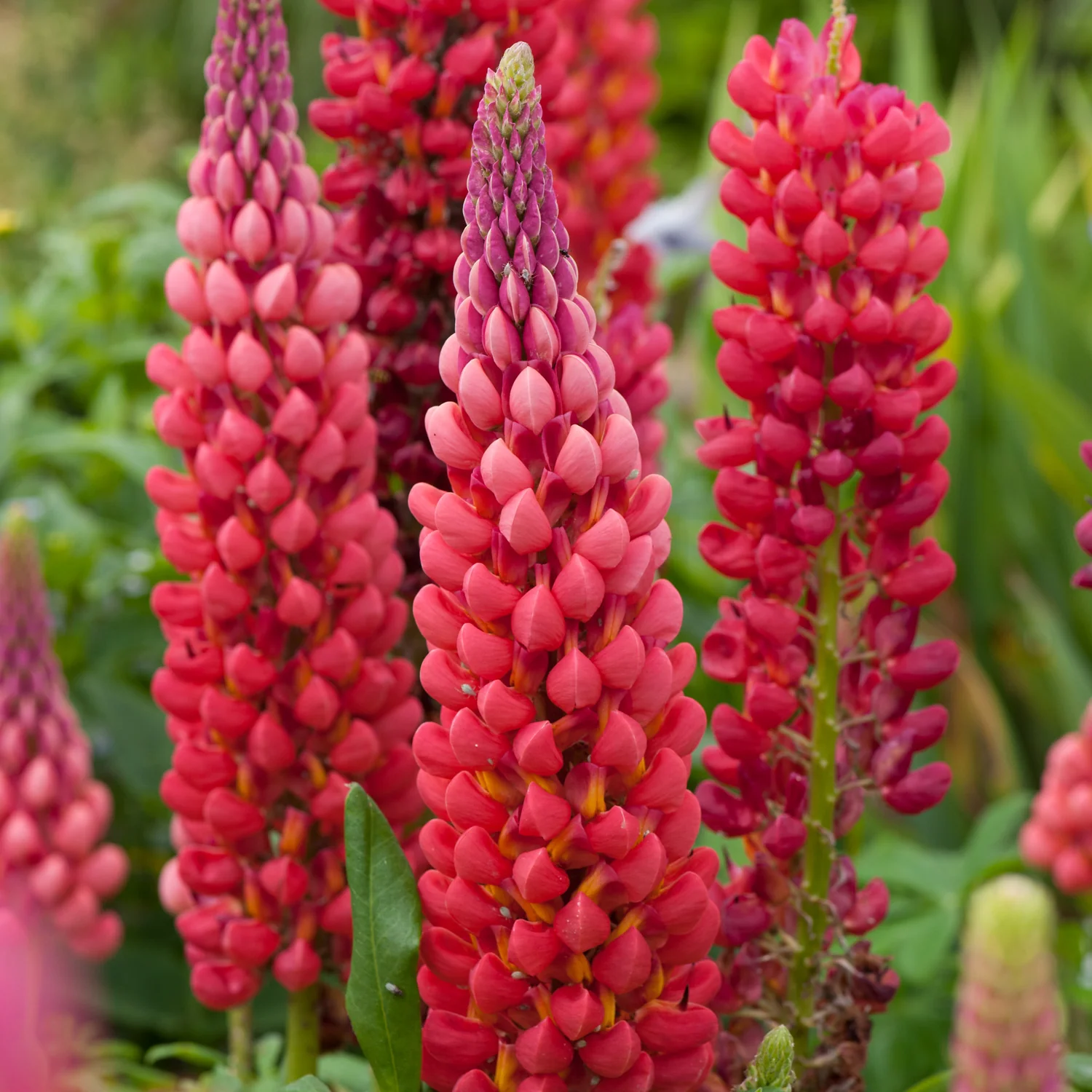 Lupin Westcountry Towering Inferno