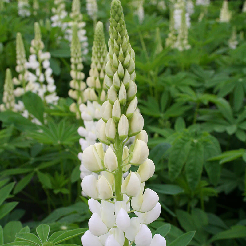 Lupinus Gallery White - Image 3