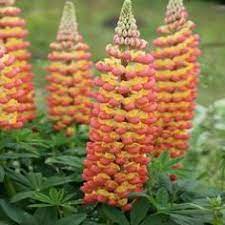 LUPINUS Gladiator