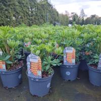 LUPINUS Gladiator - Image 2