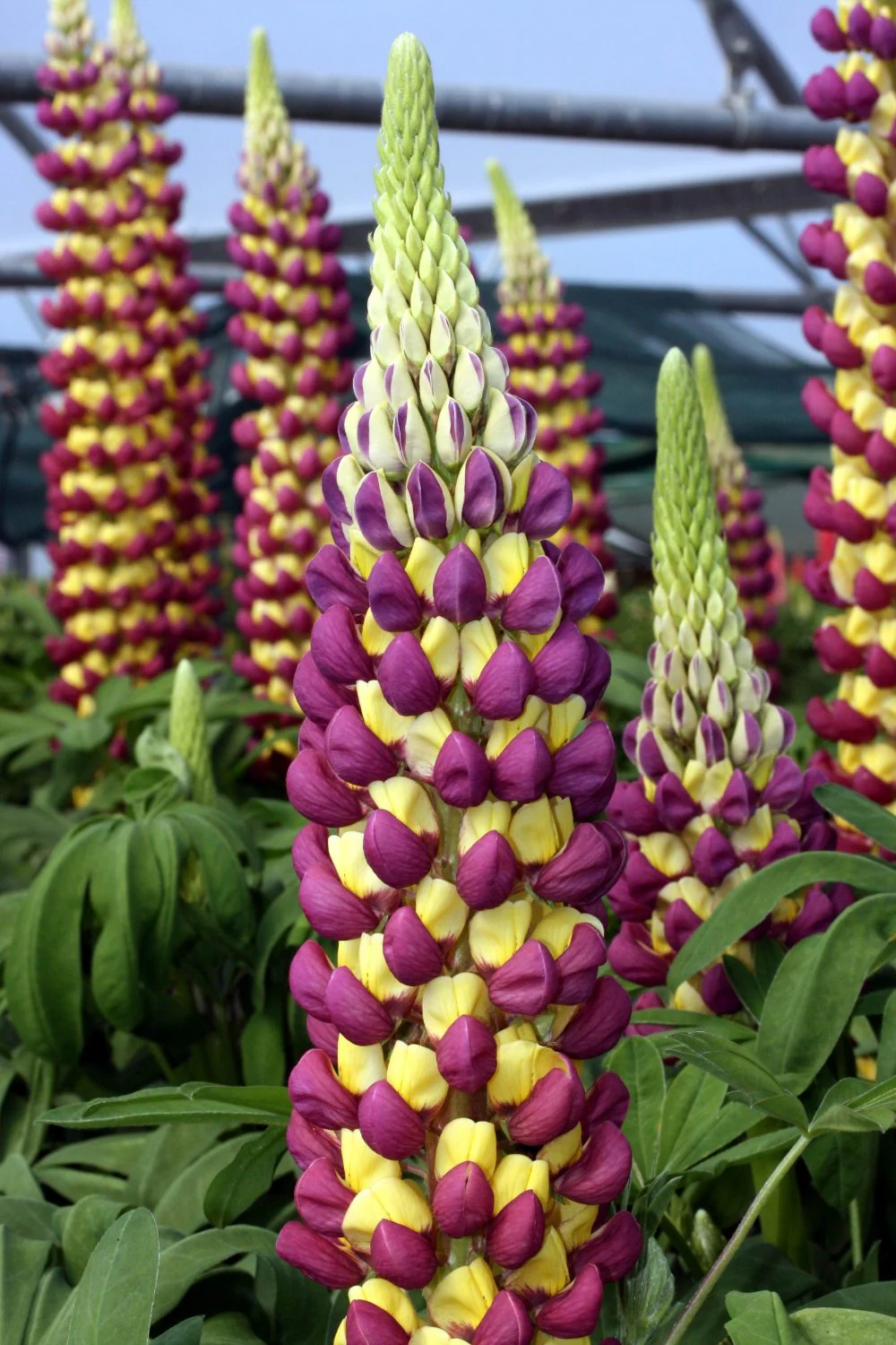LUPINUS WC Manhattan Lights - Image 3