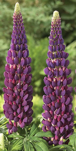 LUPINUS Masterpiece