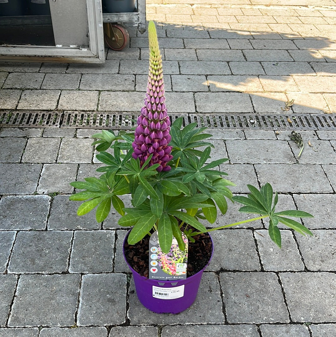 LUPINUS Masterpiece - Image 2