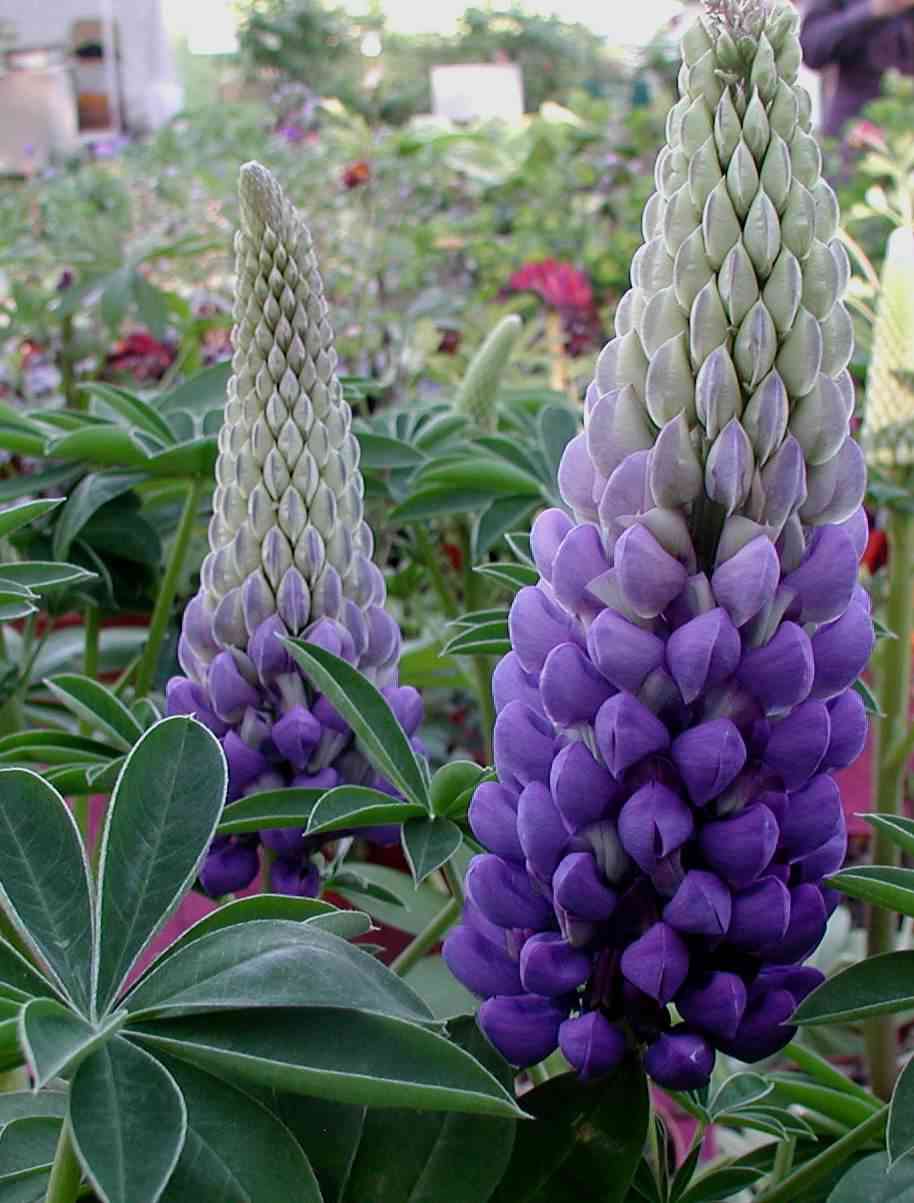 Lupinus Persian slipper