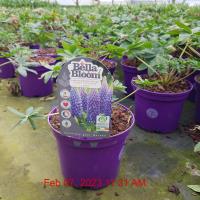 Lupinus Persian slipper - Image 2