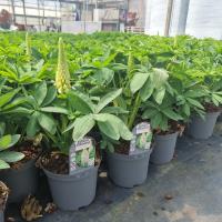 LUPINUS Polar Princess - Image 3