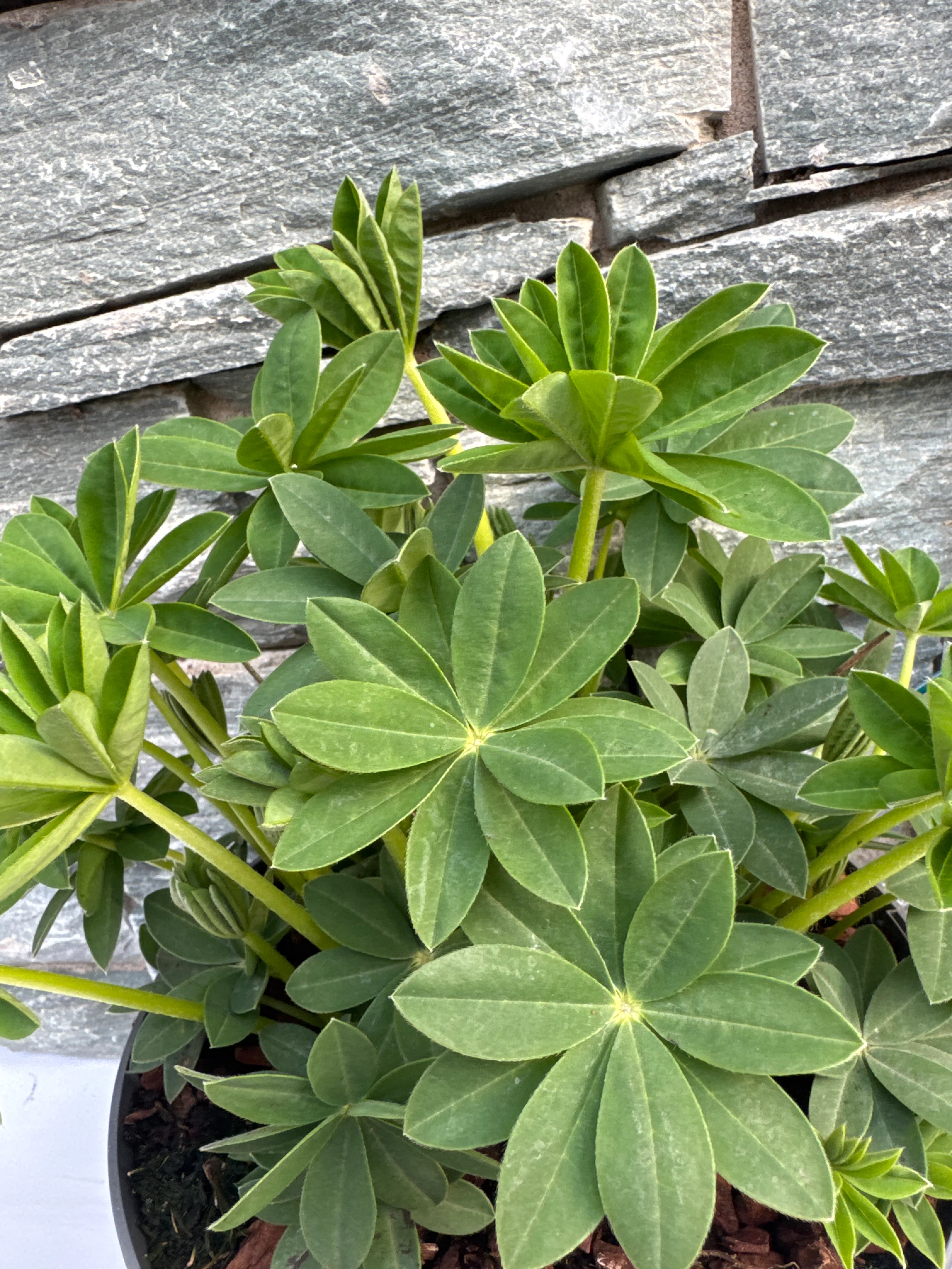 LUPINUS Polar Princess - Image 4