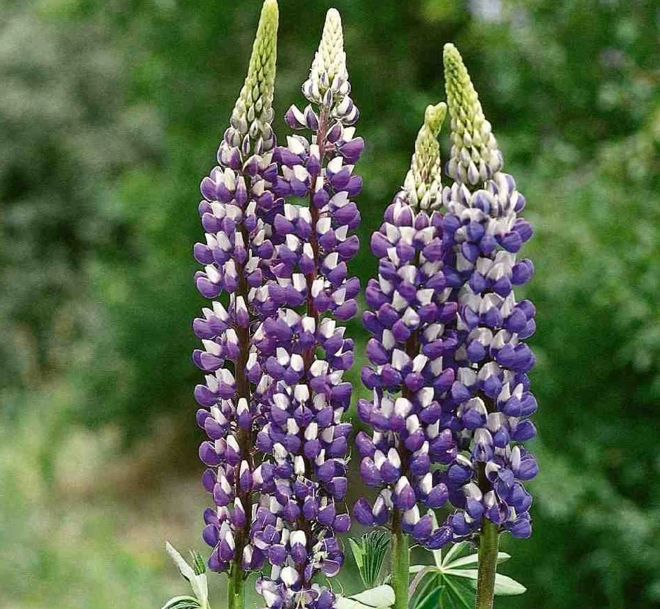 Lupinus The Governor