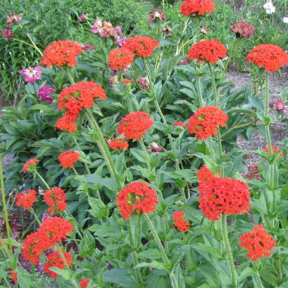 Lychnis chal. Red - Image 2