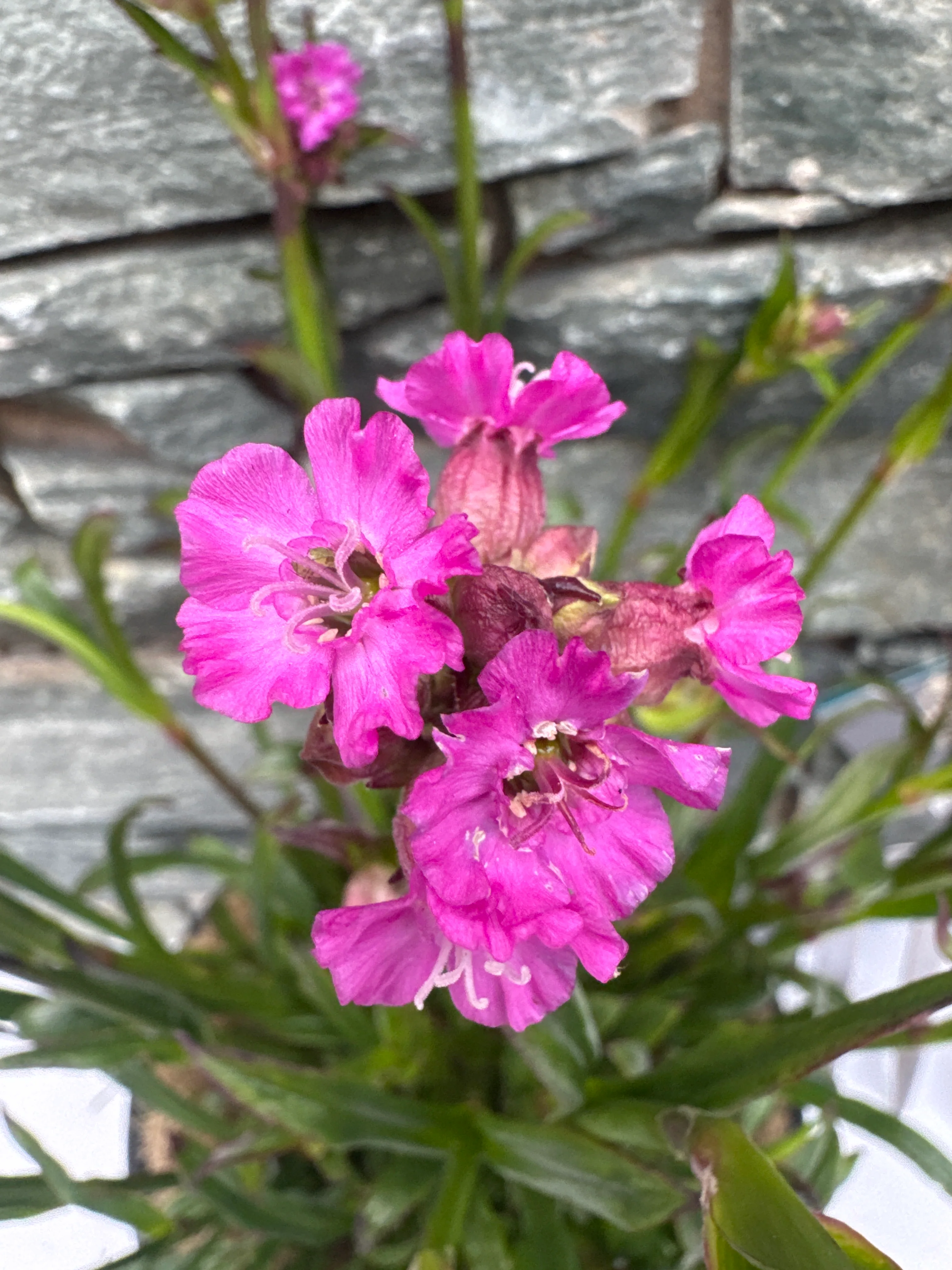 LYCHNIS Cherry Bubbles - Image 3
