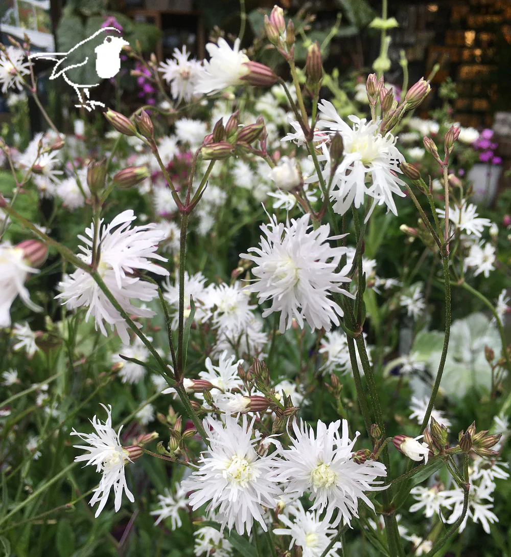 Lychnis flos-cuculi White Robin - Image 3