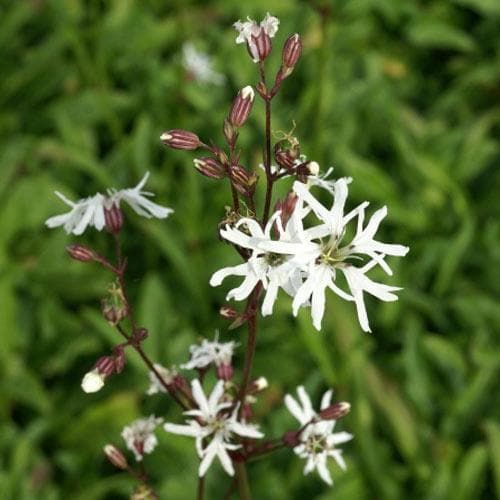 Lychnis flos-cuculi White Robin - Image 4