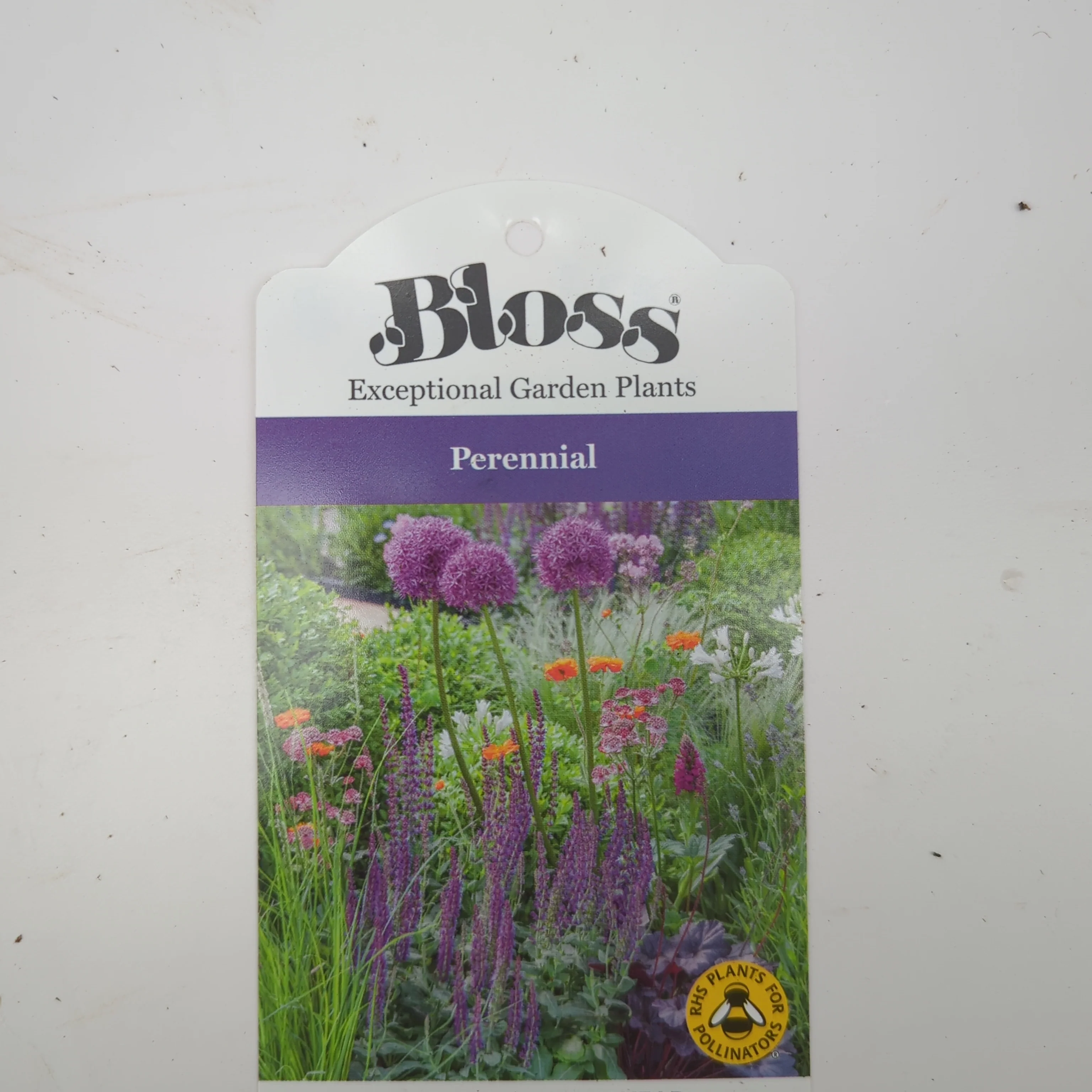 Lychnis Hill Grounds - Image 2