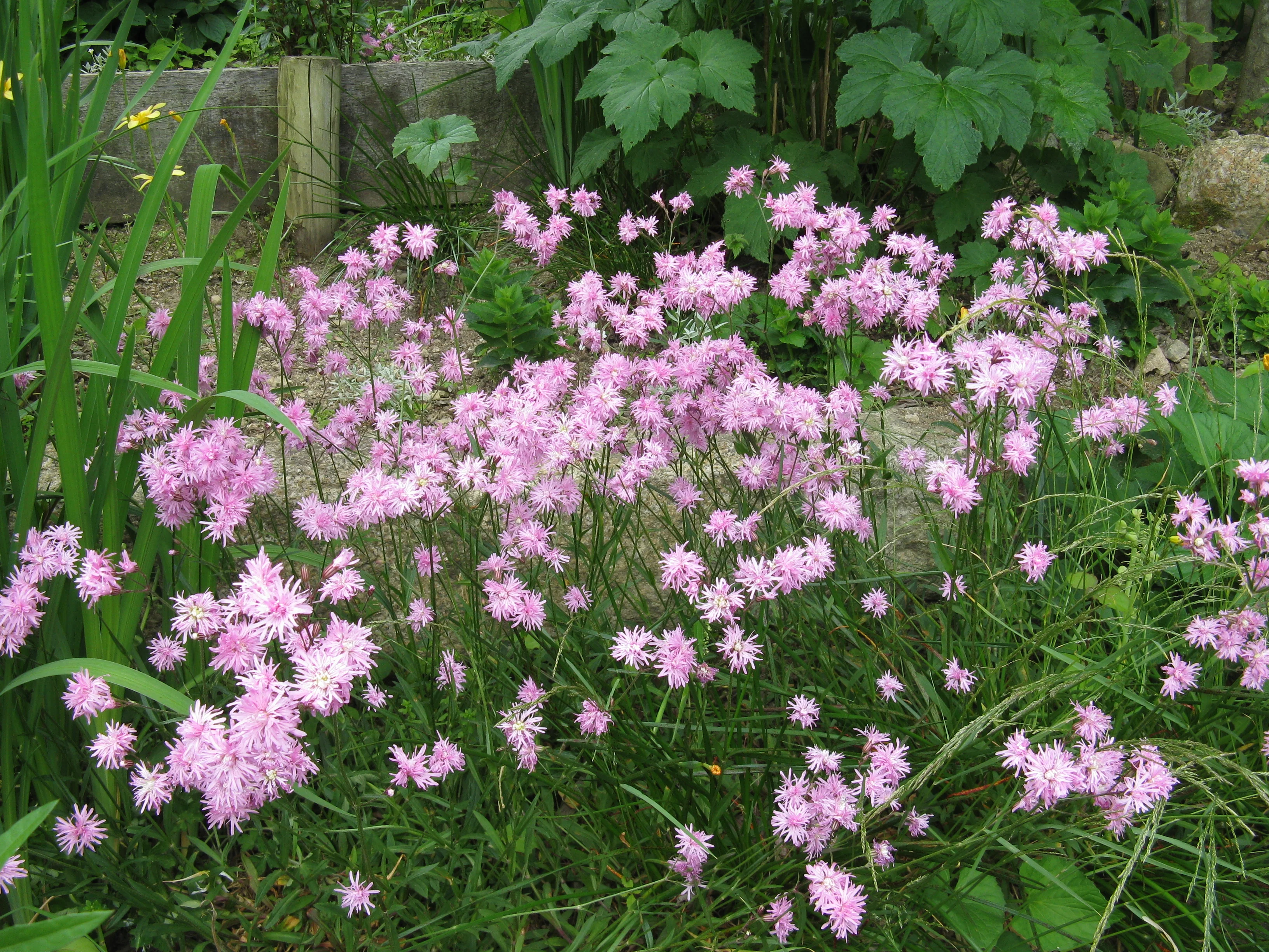 LYCHNIS Jenny - Image 2
