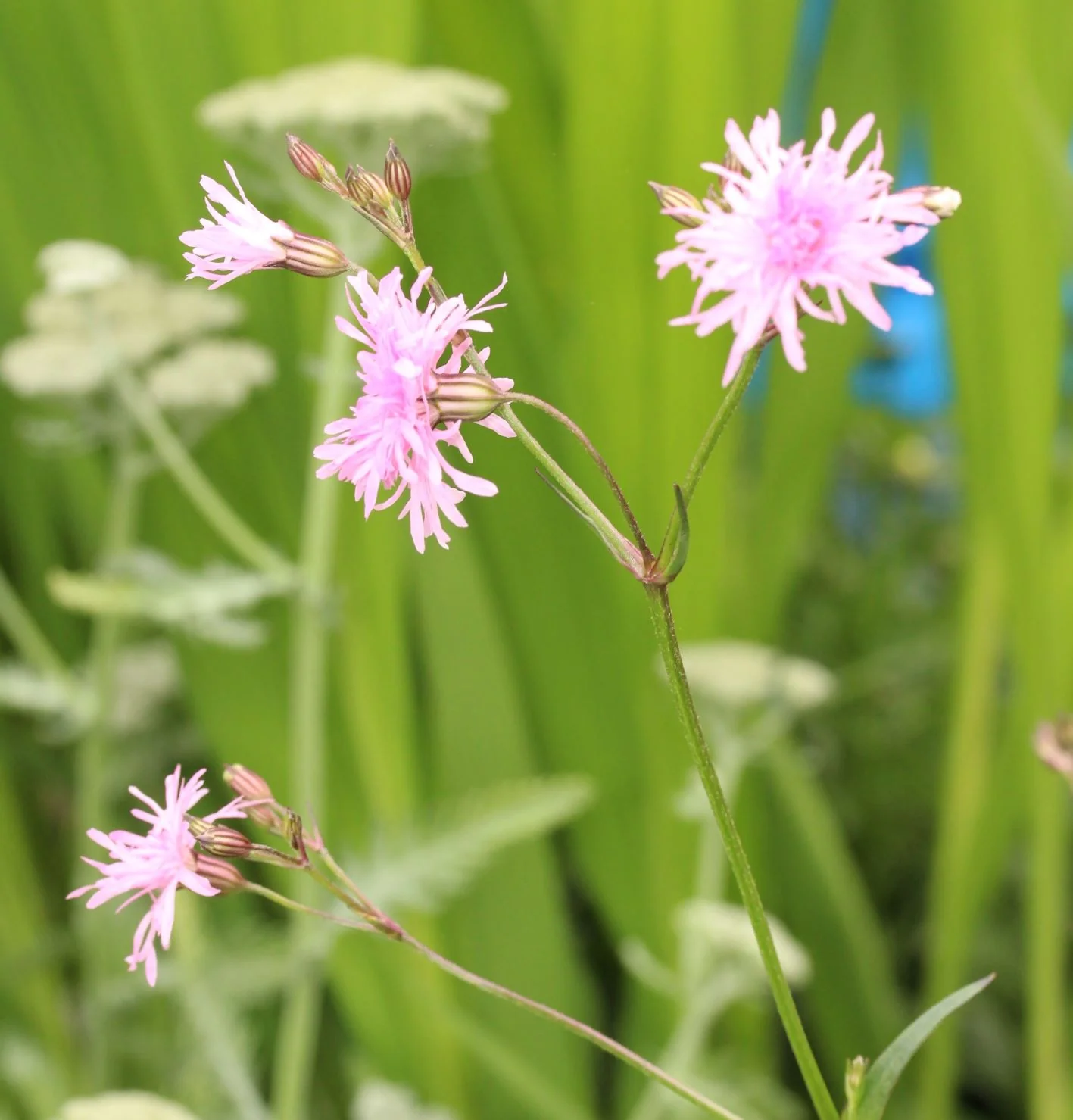 Lychnis Petite Jenny - Image 2